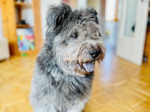 Read more about the article Evolution der Hunde – Ein kurzer Überblick