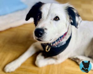 Mehr über den Artikel erfahren Unsere neue Premium-Hundebetreuung: Für Hunde, die einfach ein bisschen mehr brauchen