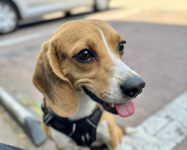 Beagle dog smiling
